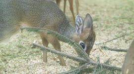 First baby Kirk's dik-dik antelope born at Vienna Zoo