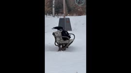 Scavenging crows rummage through trash and even tourist's rucksacks in Japan