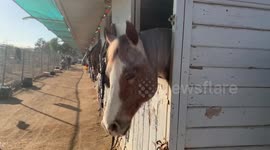 US: Animal shelters in Los Angeles are full due to fires