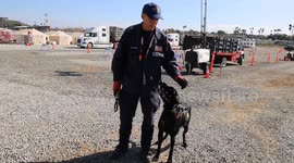 To Search and Rescue Dog REVA, Training and Working to Find Missing Person’s is Second Nature