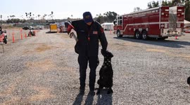 To Search and Rescue Dog REVA, Training and Working to Find Missing Person’s is Second Nature