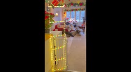 Santa Cottage Full Of Dogs