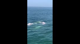 Rare Chinese white dolphins spotted in S China