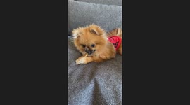 My cute dog enjoy eating his treat , lovely with the red dress