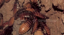 Zoo offers the chance to name a cockroach after your toxic ex for Valentine's Day