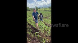 British husband learns how to plow fields with buffalo in the Philippines