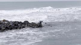 A cormorant with open wings on the rocks surrounded by a slightly rough sea on a January morning at Lido di Ostia in Rome.