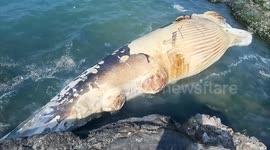12-Ton Pregnant Fin Whale Found Dead on Beach in Hainan, China吨