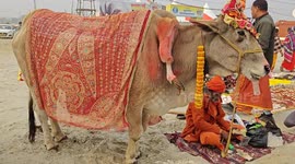 The Miracle five legs cows in Praygraj kumbh Mela complete wishes for family in Northern India
