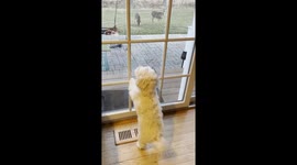 Louie the Dog Stands His Ground as Backyard Deer Trespassers Face a Stern Warning