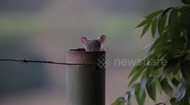 Lesser Bush Babies Emerge From Fence Pole Nest