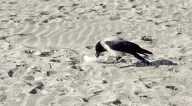 A crow explores with its beak a piece of plastic that the sea has brought back to the beach on the seafront of Fiumicino, near Rome.
