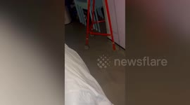 Horrific video shows mouse running around UK hospital ward