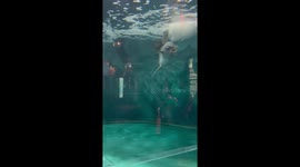 World’s loneliest fish given cardboard cutout friends to ease boredom