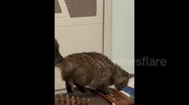 Talented Tabby Accidentally Plays the Guzheng Like a Pro