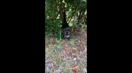 Exclusive- The cat with eyebrows: A hospice care surprise