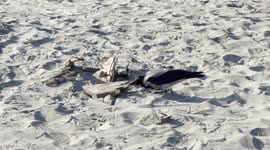 A crow explores with its beak the sand between some pieces of wood that the sea has brought back to the beach on the seafront of Fiumicino, near Rome.