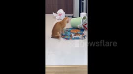 China: Orange Cat Runs Around Because of Its Own Poop