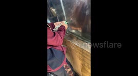 China: A Clever Orangutan Uses a Stick to Eat an Orange Given by Visitors