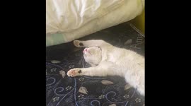 Manin’s Hard Day at Work: The Cat Who Earned This Exhausting Nap