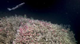 Chile: Scientists Unveil Breathtaking Underwater World and Possible New Species off Chile's Coast
