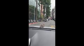 Bird sits on moving car's hood