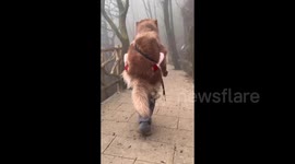 China: Carrying a Dog Up the Mountain