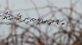 UK Weather, Winter Lapwings flock in numbers over Trewollack Farm, Nansledan, cornwall, UK