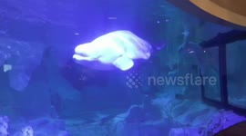 Spain: Oceanogràfic of Valencia presents union of four beluga whales