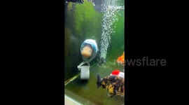 China: Goldfish Looks Like Wearing a Headscarf