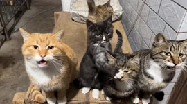China: Cats Meowing for Food