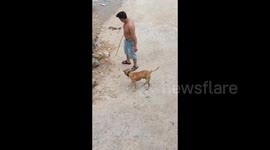China: Dog Picks Up a Stick and Chases the Man