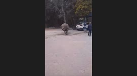 Rhino walking along the streets in Kathmandu, Nepal on New Year 2025