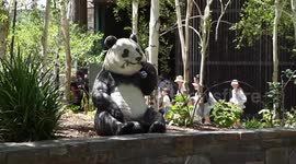 New pair of giant pandas make debut in South Australia