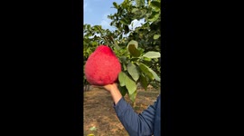 Red-skinned grapefruits are sold for hundreds of dollars during the Lunar New Year in Vietnam