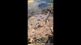 Releasing a Freshwater Amazon stingray!