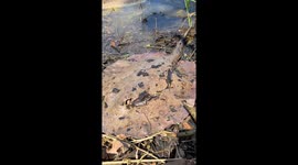releasing an Amazonian stingray