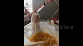 China: Little Hamster Munching on Rice Noodles