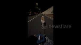 China: First-Person View of Dog Pulling a Cart