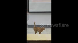 China: Orange Cat Tries to Poop in Front of the Whole Class