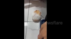 China: Waking Up a Hibernating Golden Hamster