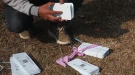 India: Geo-tagging to preserve Kashmir's iconic chinar trees