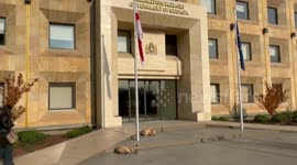 Georgia: Tbilisi, a city that is kind to its stray dogs