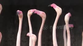 Flamingoes appear confused as they all turn their heads together