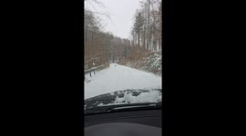 Fox Runs On Snowy Road