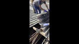 Hundreds Of Bats Hide In Roof