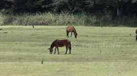 Horses grazing peacefully in a lush field in Lapinha da Serra, Brazil, a serene and picturesque landscape.