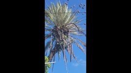 How birds build their nests in Mauritius