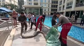 Huge 20ft python caught inside bathroom wall in Thailand