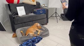 Adorable Puggle caught using owners UGG slipper as a pillow. When she wakes up, it’s hilarious!